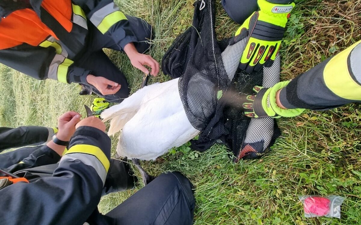Ein Schwan wird in Lohr mit Kescher gefangen - er ist in eine Angelschnur verheddert Ein Schwan wird in Lohr mit Kescher gefangen - er ist in eine Angelschnur verheddert